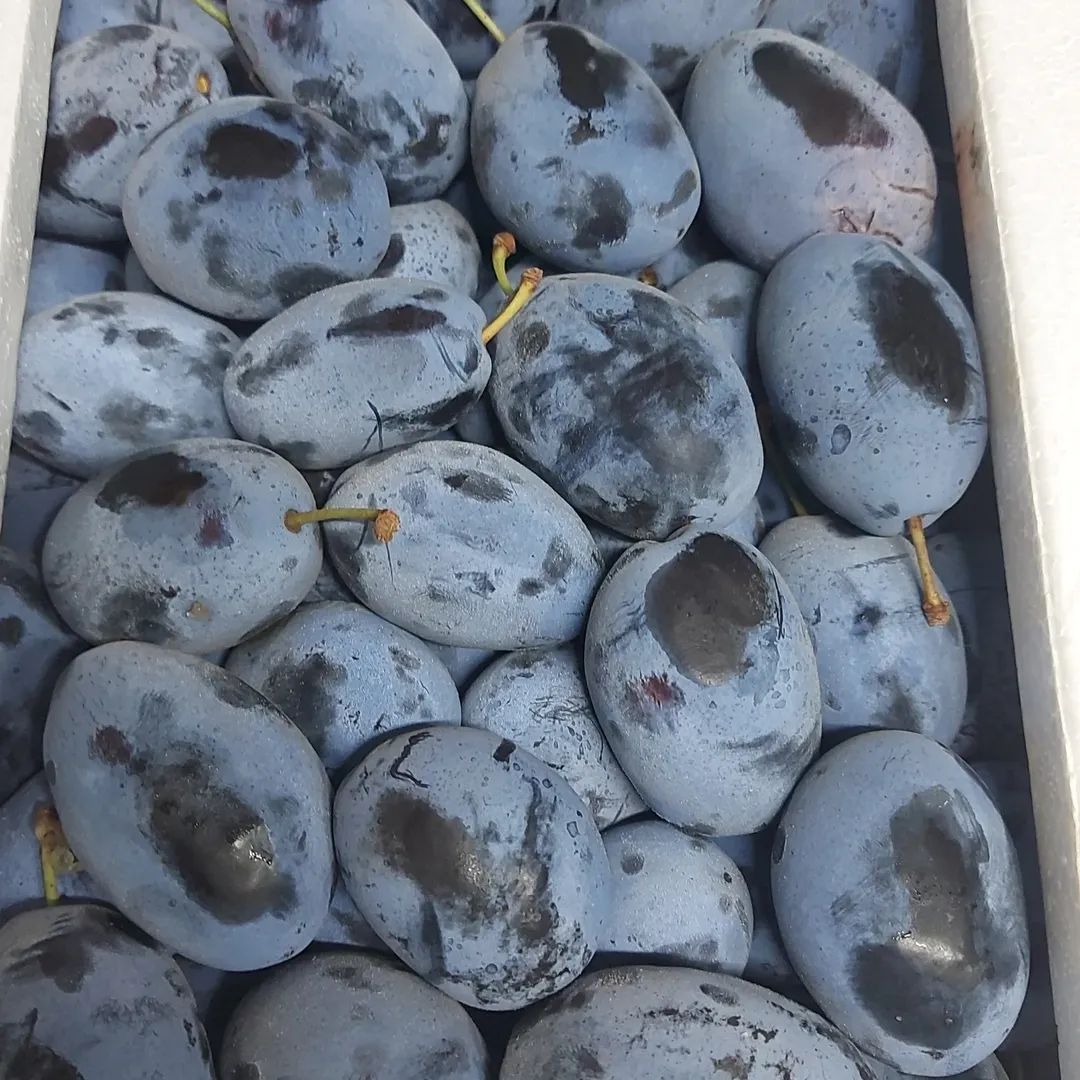 خوخ قلب الطير